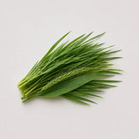Gerstengras