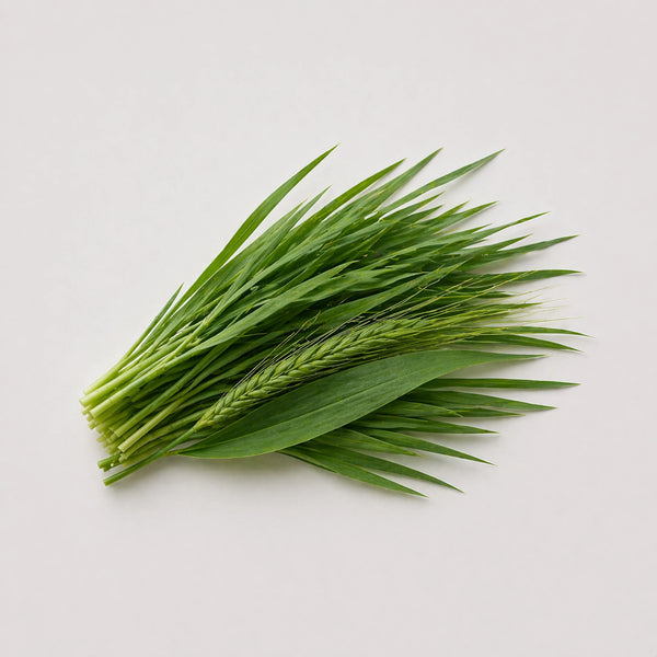 Gerstengras